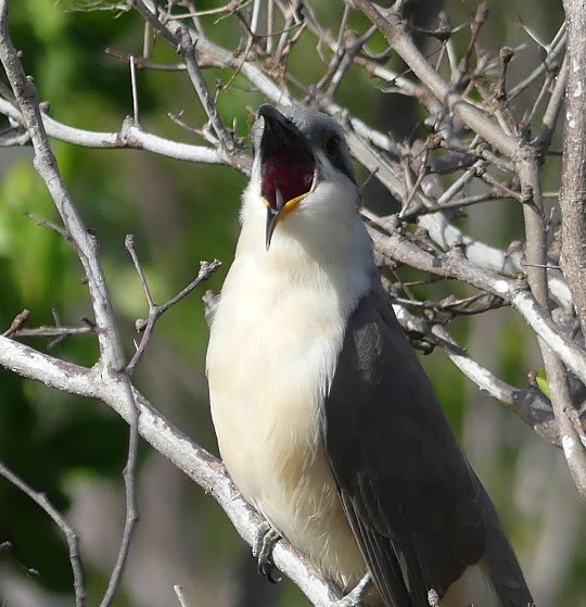Mangrove Cuckoo - Robin Duska