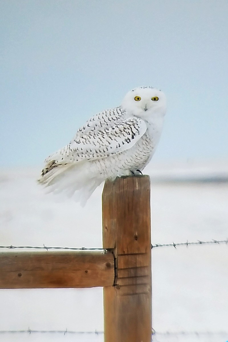 Snowy Owl - ML83957661