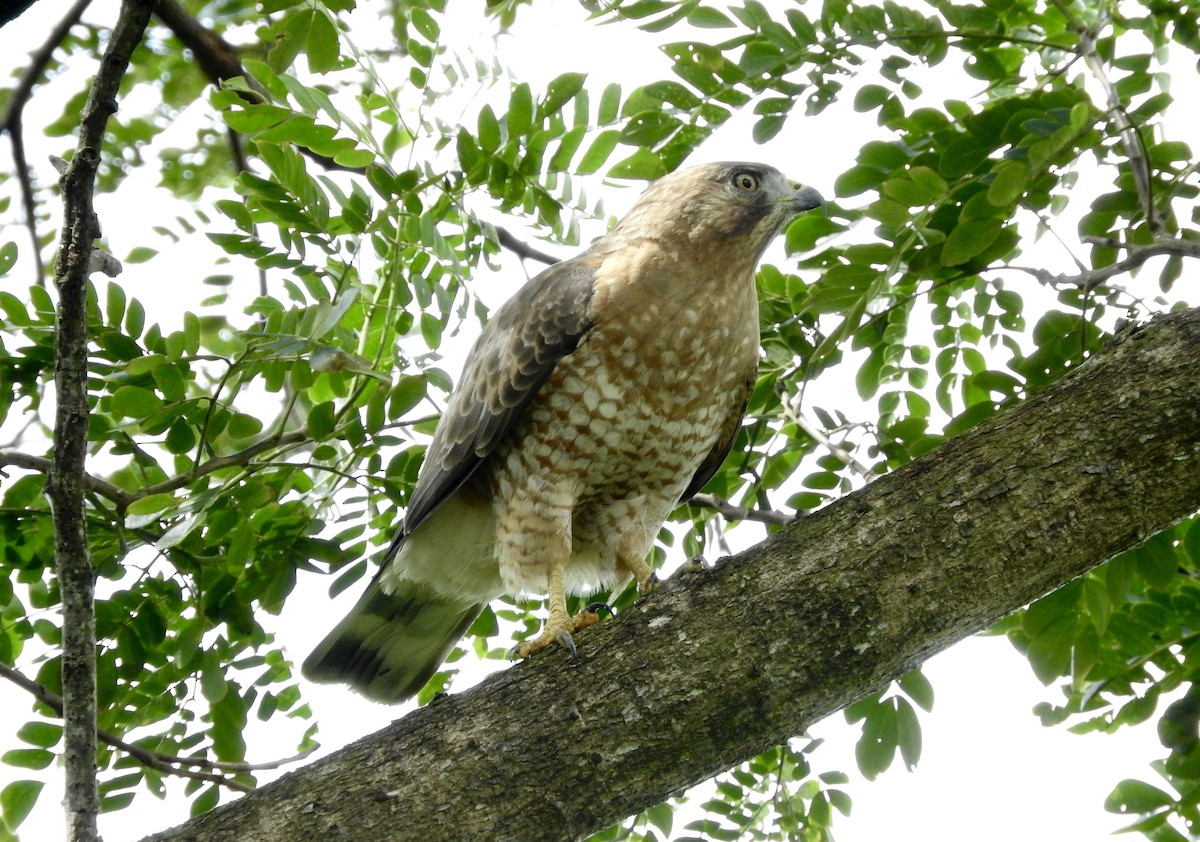 Broad-winged Hawk - Noam Markus