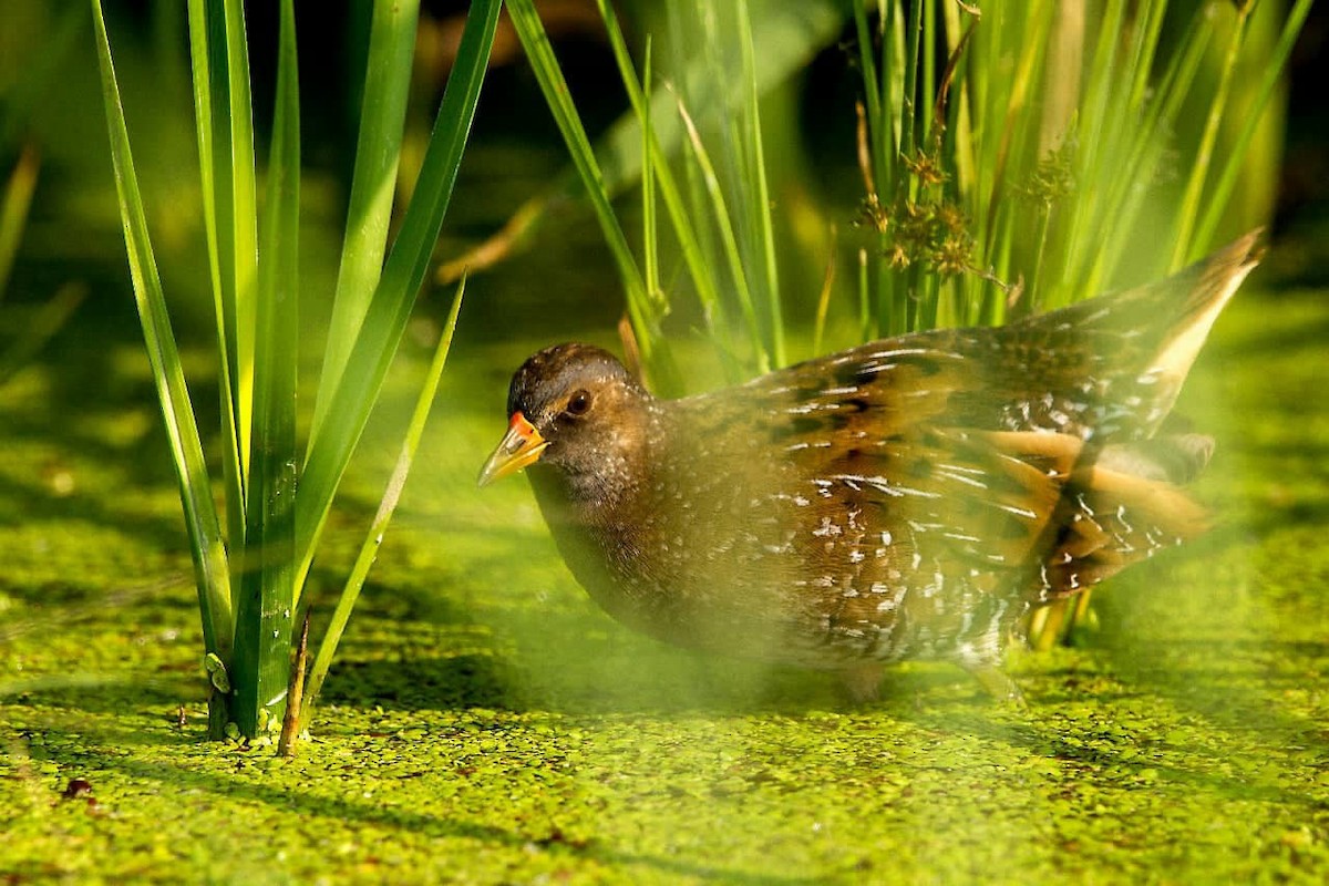 Spotted Crake - ML83963241