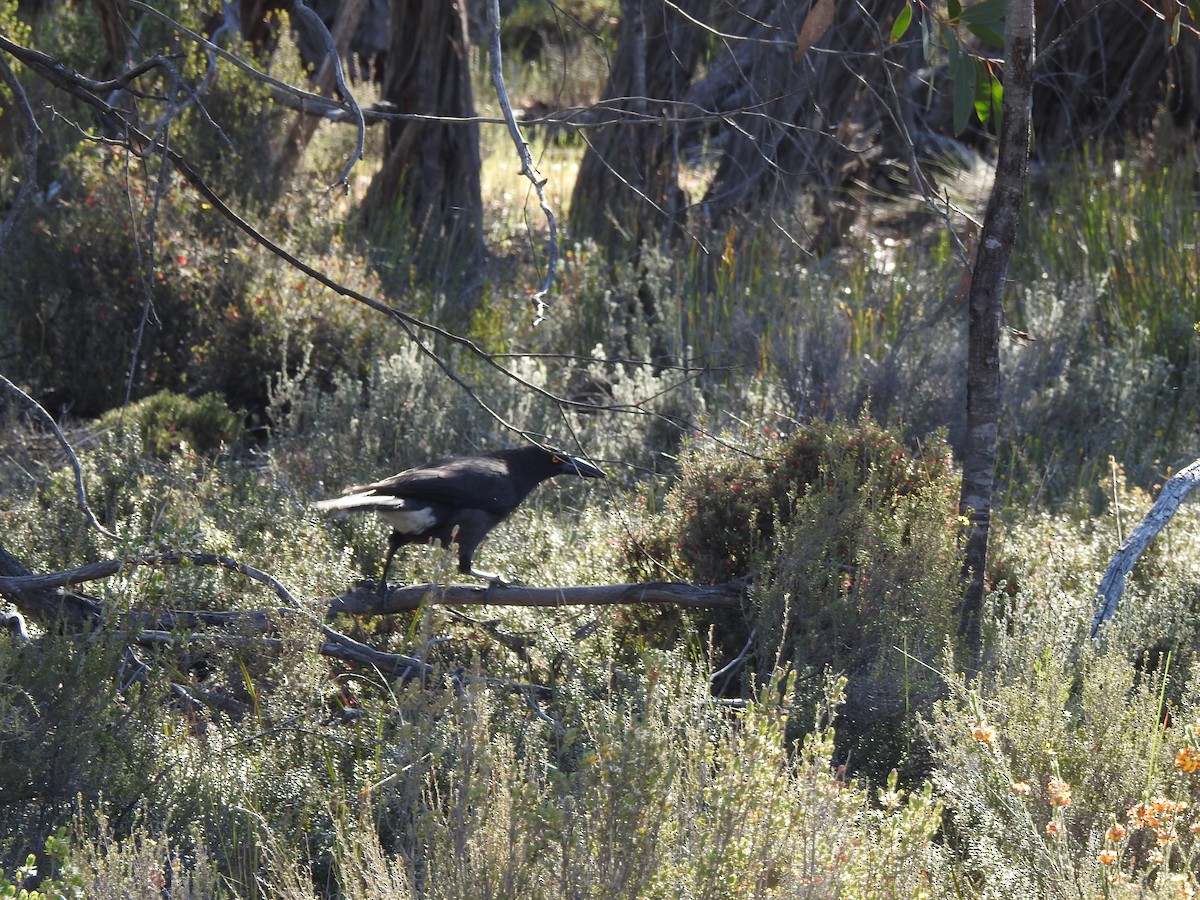 Gray Currawong (Black-winged) - Dave Milsom