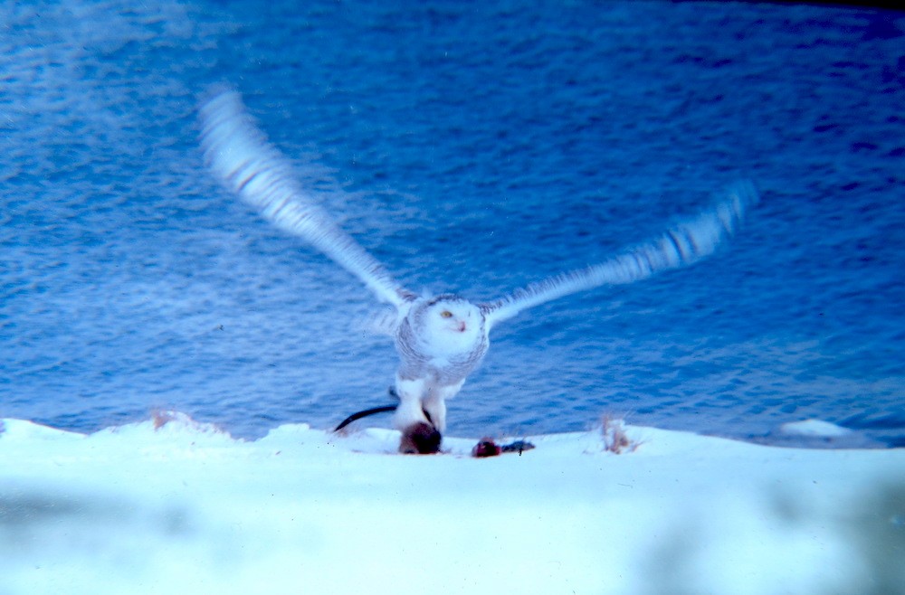 Snowy Owl - Michael Butler