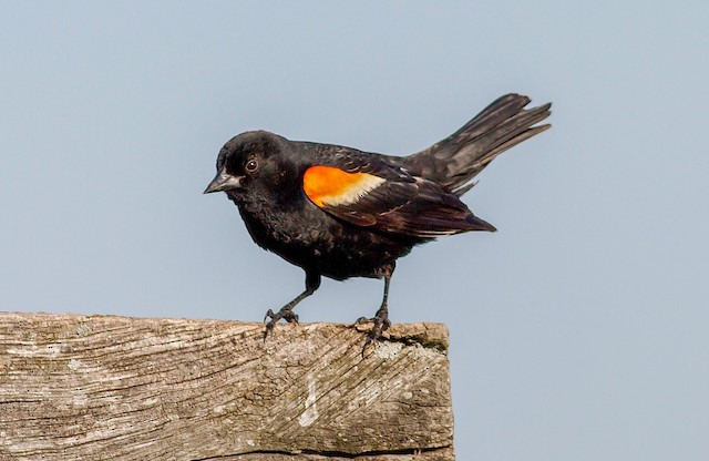 Red-Winged Blackbird (Agelaius phoeniceus) - Mississippi National River &  Recreation Area (U.S. National Park Service)