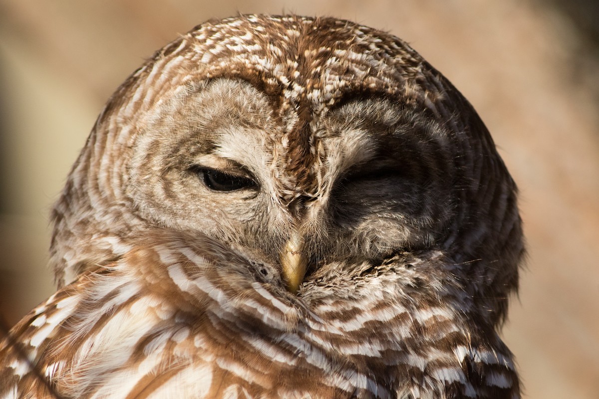 Barred Owl - Lucas Bobay