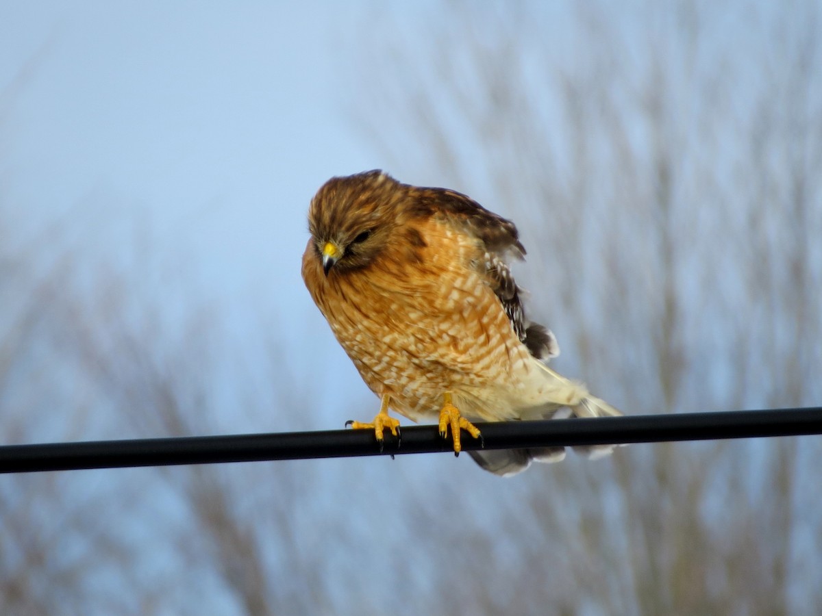 Red-shouldered Hawk - Jerry Smith