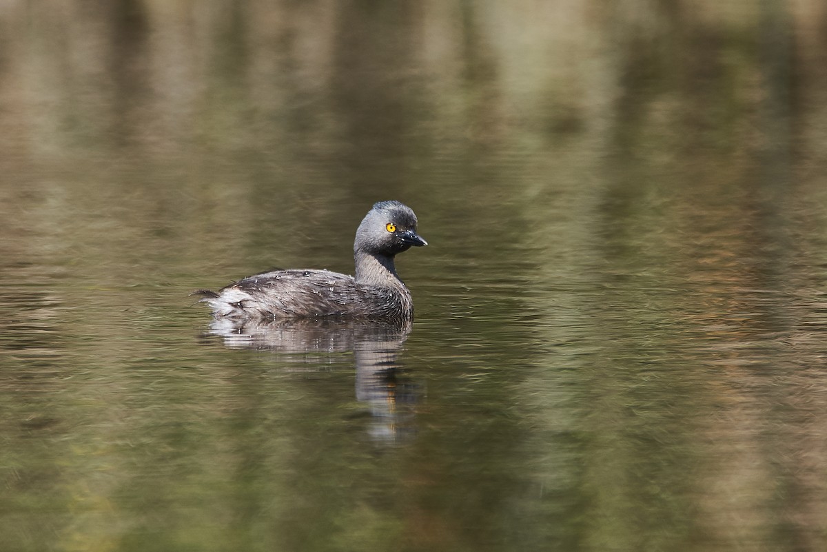 Least Grebe - Anonymous
