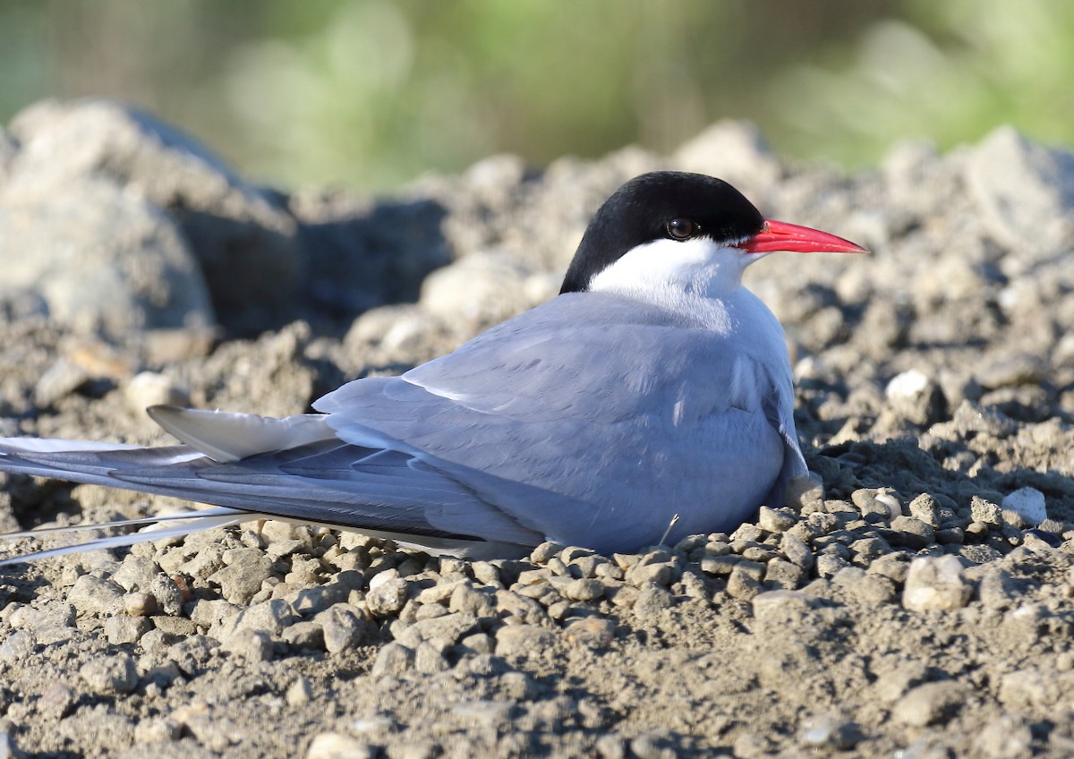 Arctic Tern - Doug Beach