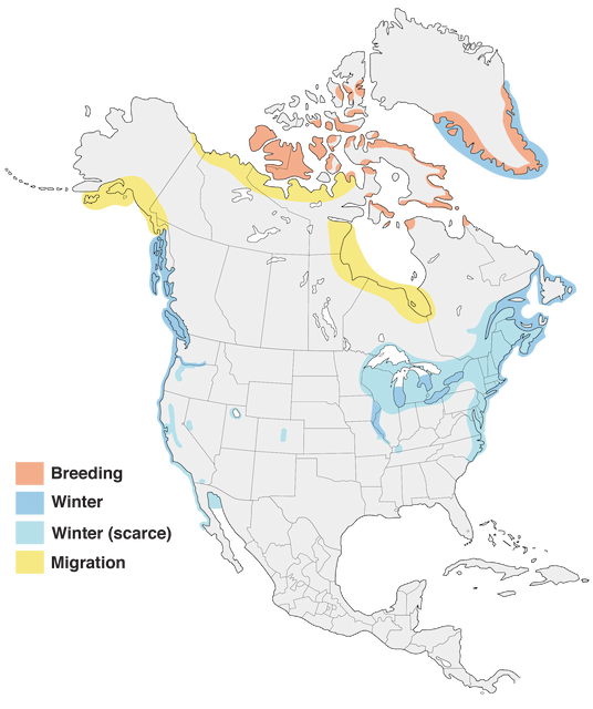 Iceland Gull (kumlieni/glaucoides) Figure 1. Distribution of Iceland Gull in North America.
