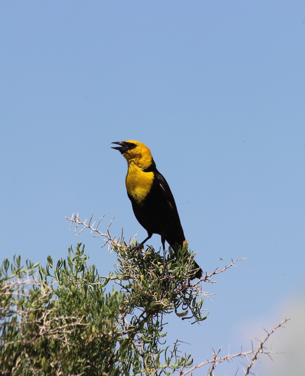 Yellow-headed Blackbird - ML83979531