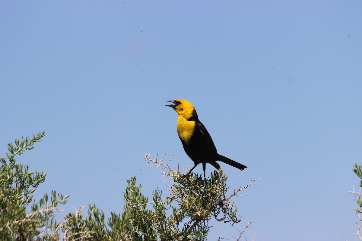 Yellow-headed Blackbird - ML83979701