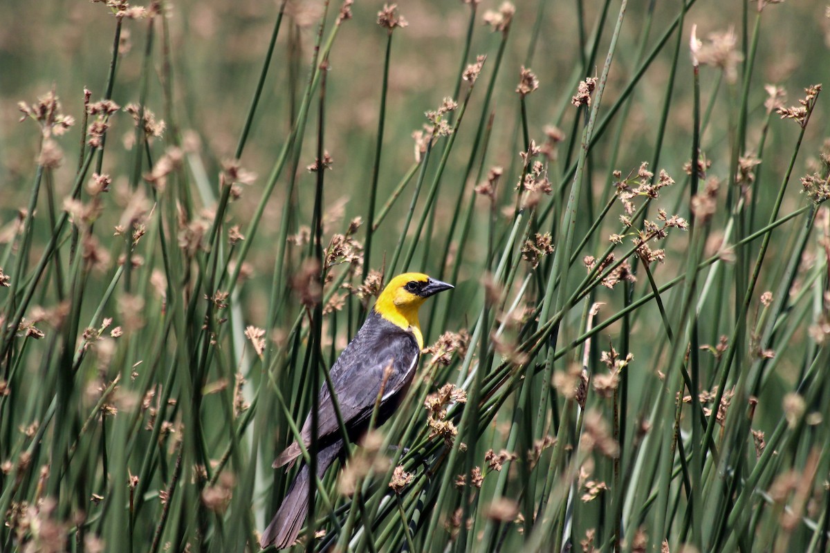 Yellow-headed Blackbird - ML83980161