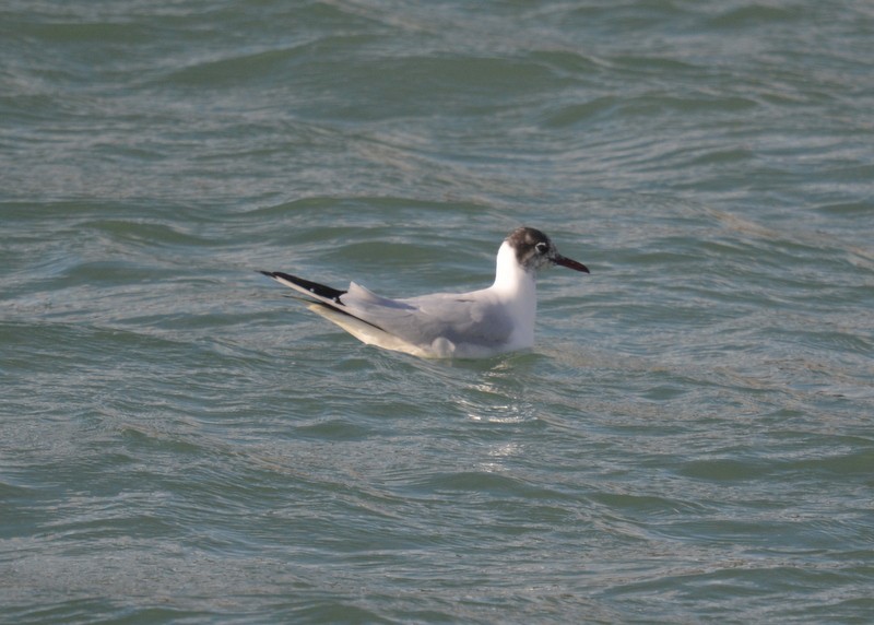 Mouette rieuse - ML83980481