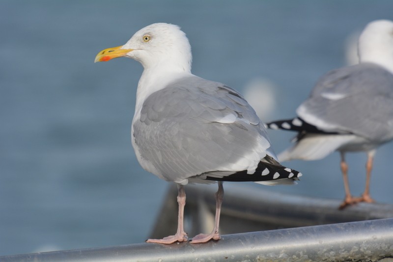 Herring Gull (European) - Simon Tonge