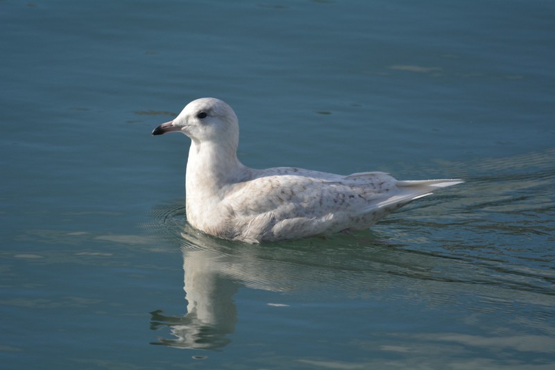 Iceland Gull (glaucoides) - ML83980551