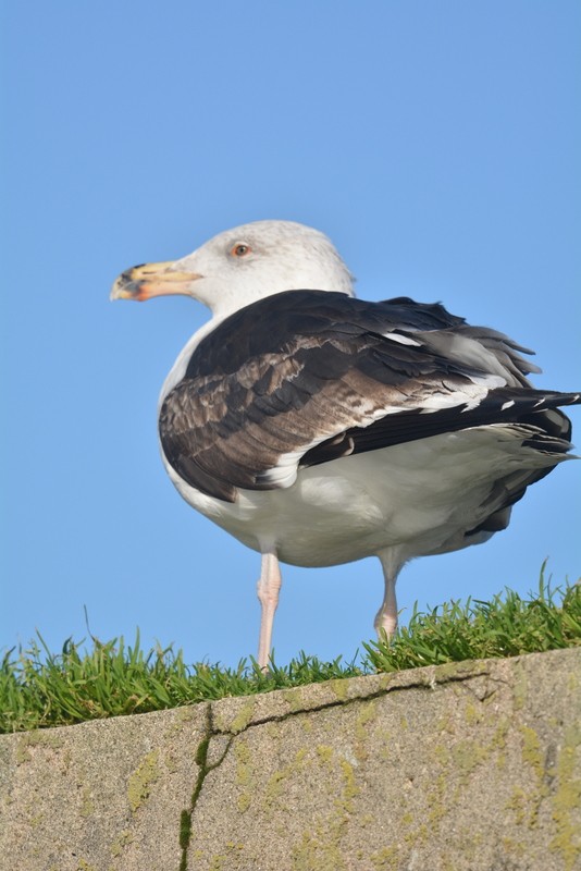 Great Black-backed Gull - Simon Tonge