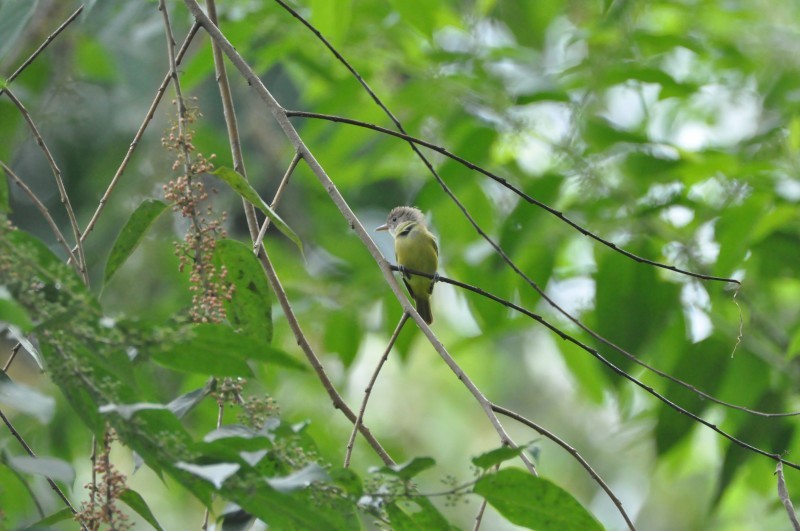 Dusky-capped Greenlet - Wannes Bos