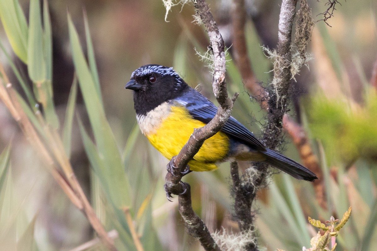 Buff-breasted Mountain Tanager - ML83983501