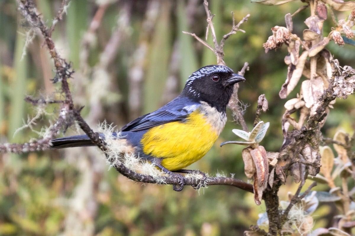 Buff-breasted Mountain Tanager - ML83983521