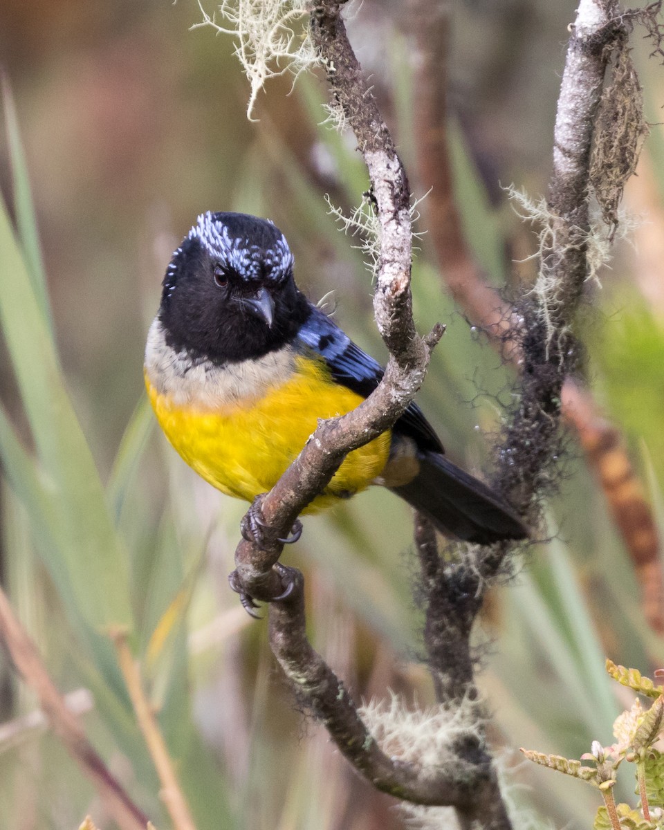 Buff-breasted Mountain Tanager - ML83983531