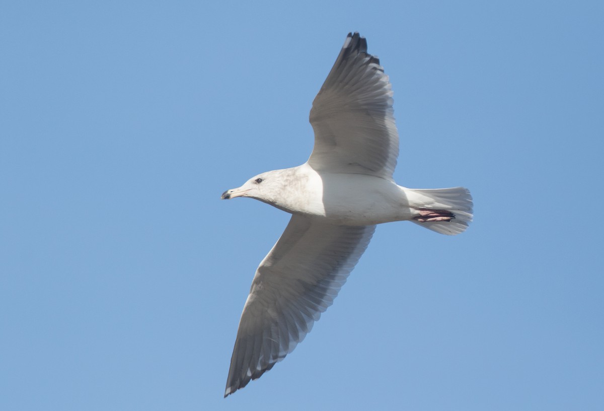 Herring x Glaucous-winged Gull (hybrid) - ML83985411