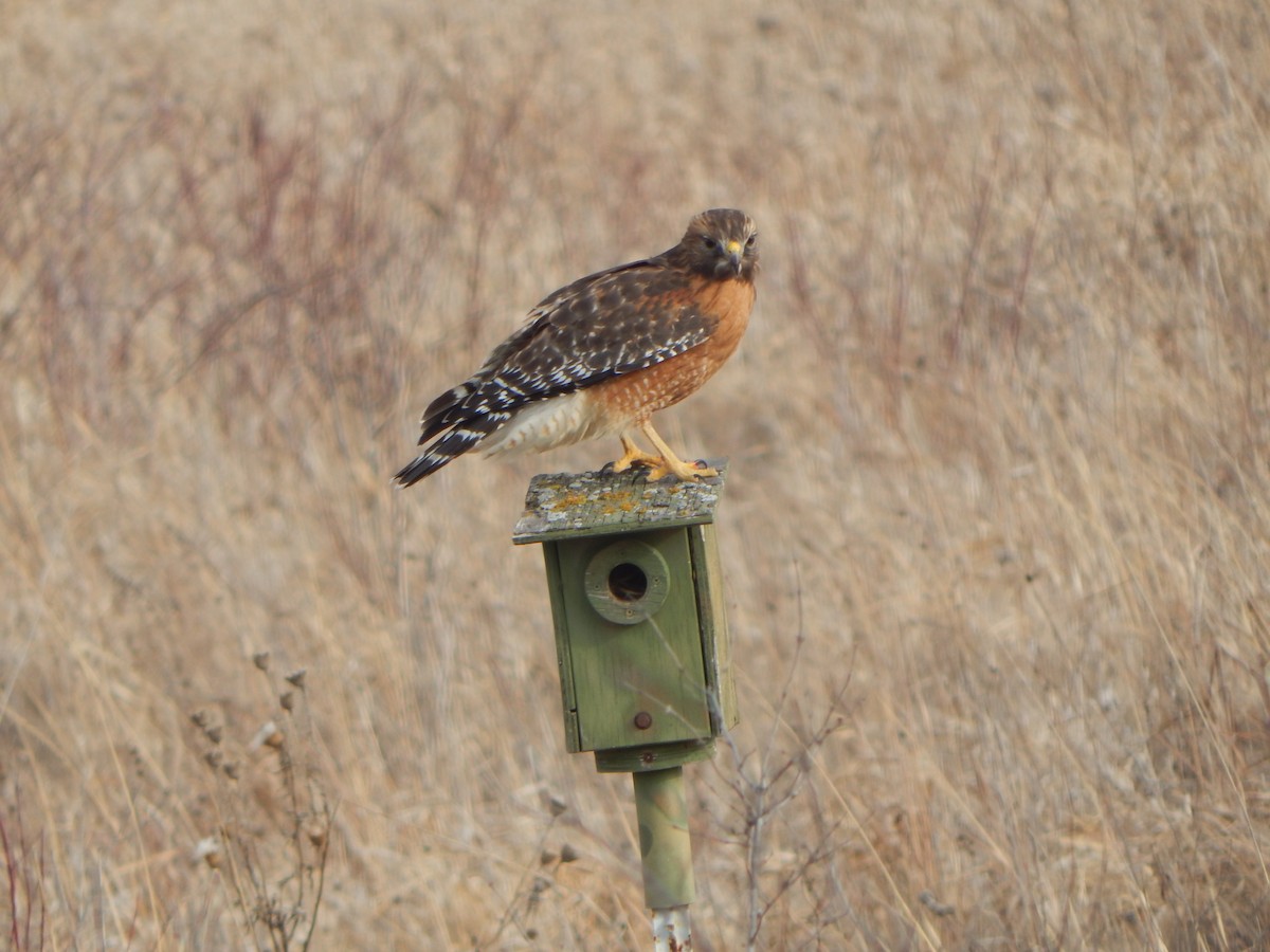 Red-shouldered Hawk (lineatus Group) - ML83985671