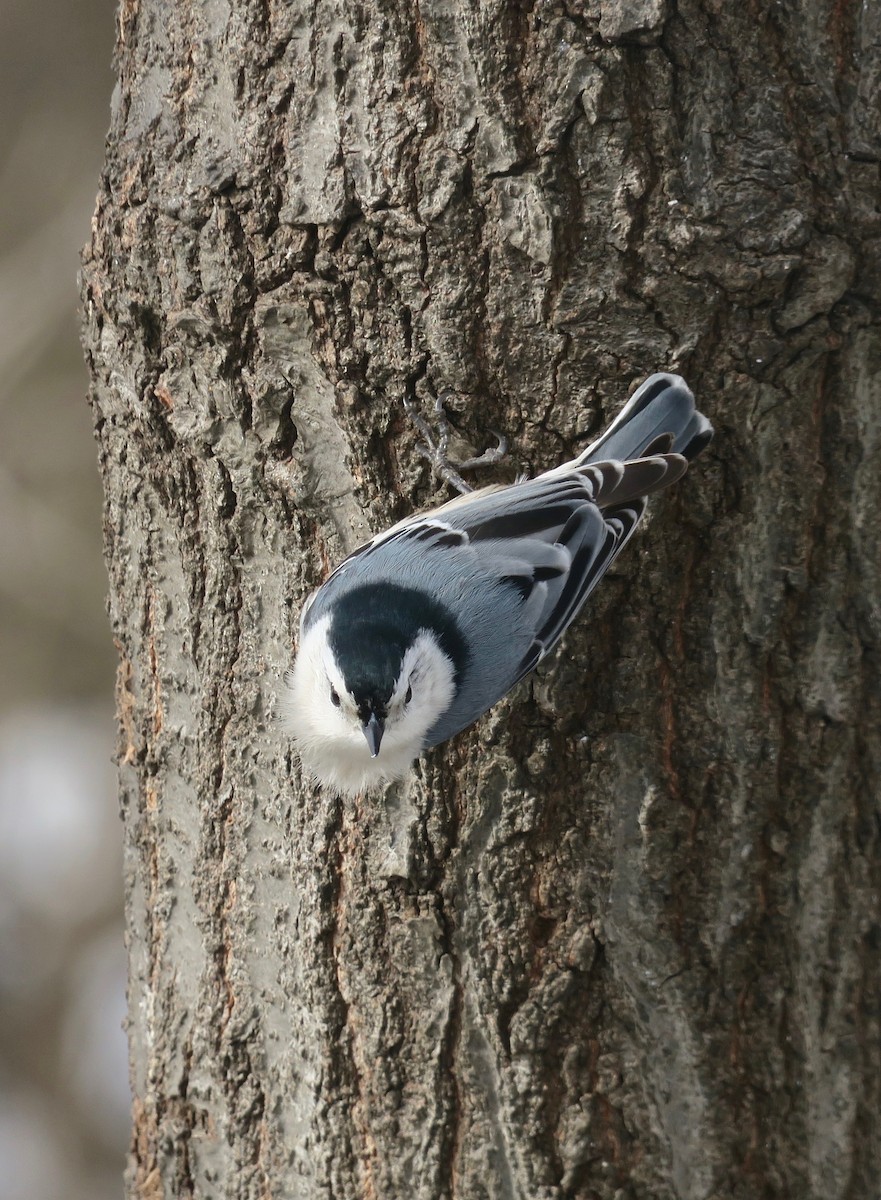 White-breasted Nuthatch - Rick&Peggy Price