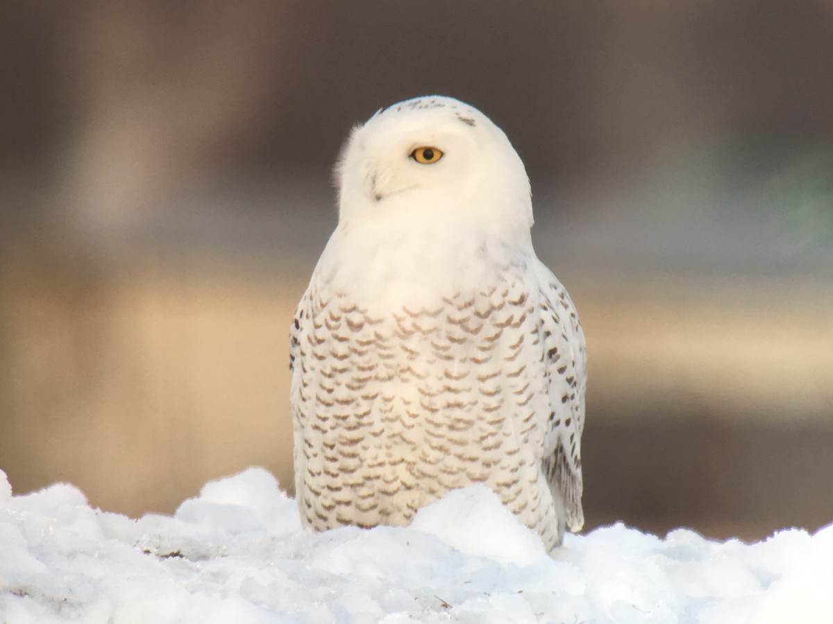 Snowy Owl - Larry Therrien