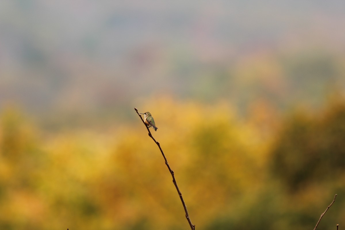 Rufous Hummingbird - Rick Koval