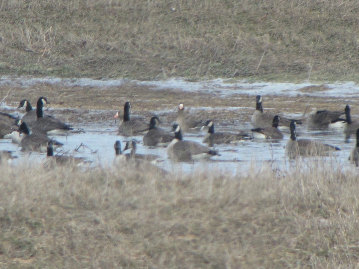 Greater White-fronted Goose - ML83989741
