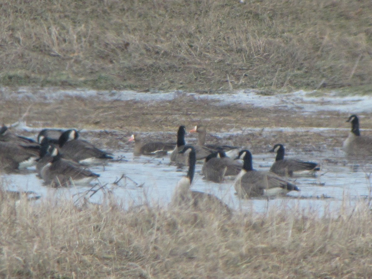 Greater White-fronted Goose - ML83989761