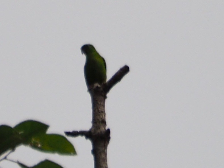 Blue-crowned Hanging-Parrot - Kelly Siderio