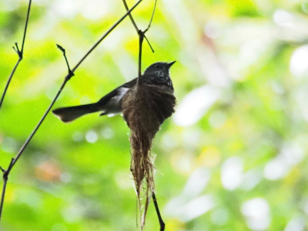 Spotted Fantail - Kelly Siderio