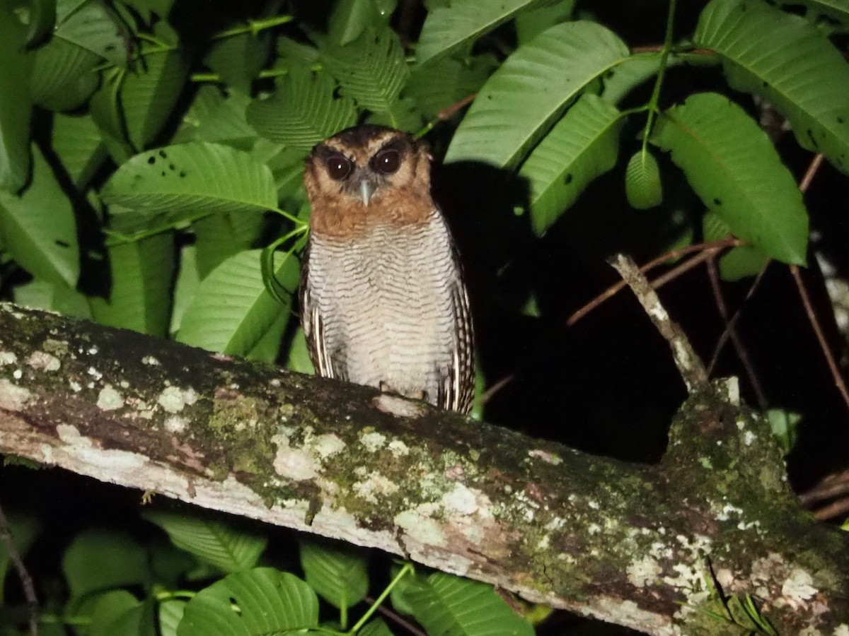 Brown Wood-Owl - ML83994781
