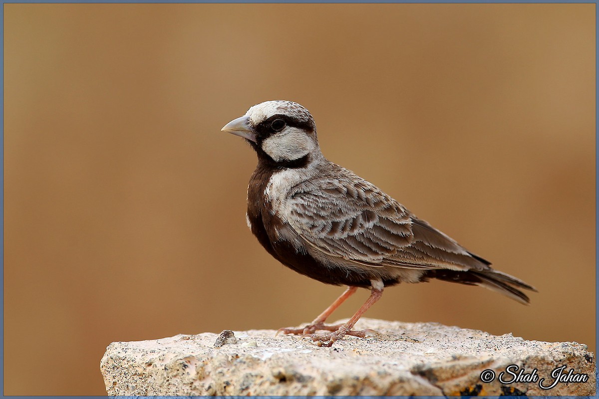Ashy-crowned Sparrow-Lark - ML83996511