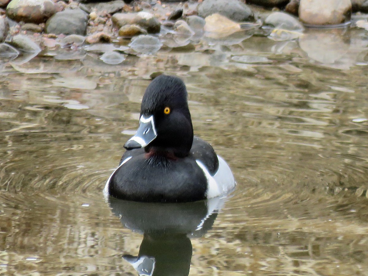 Ring-necked Duck - Meg Reck