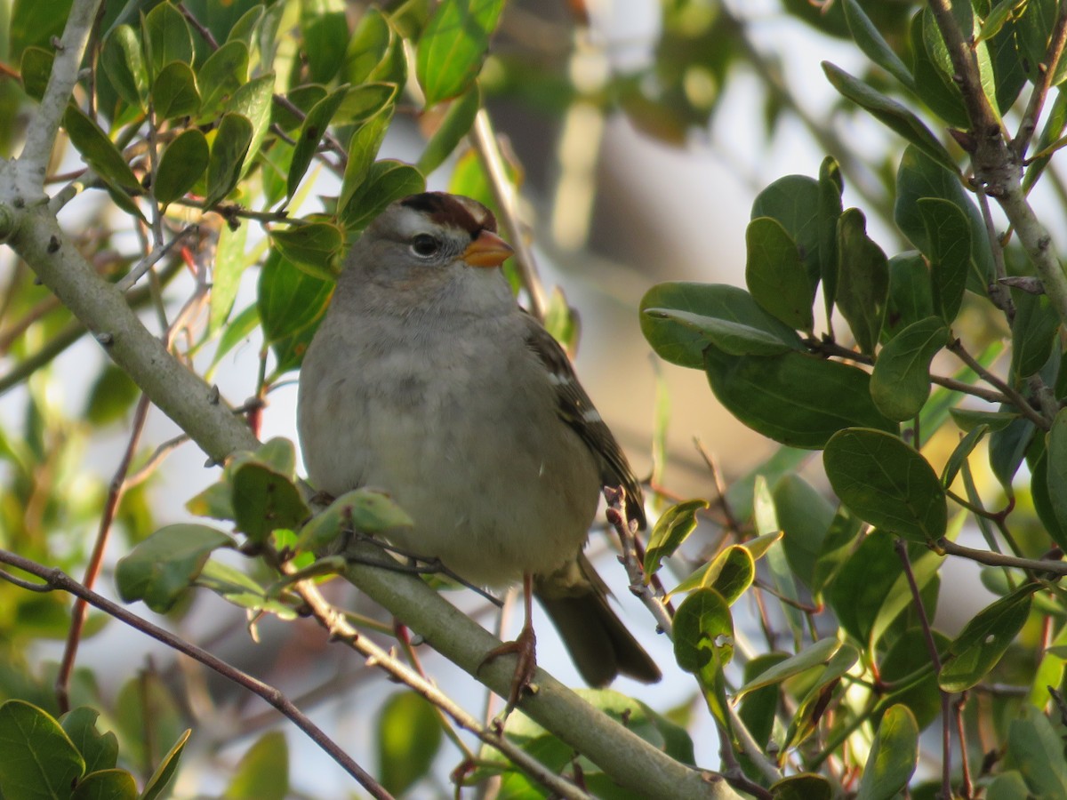 White-crowned Sparrow - Nancy Edmondson