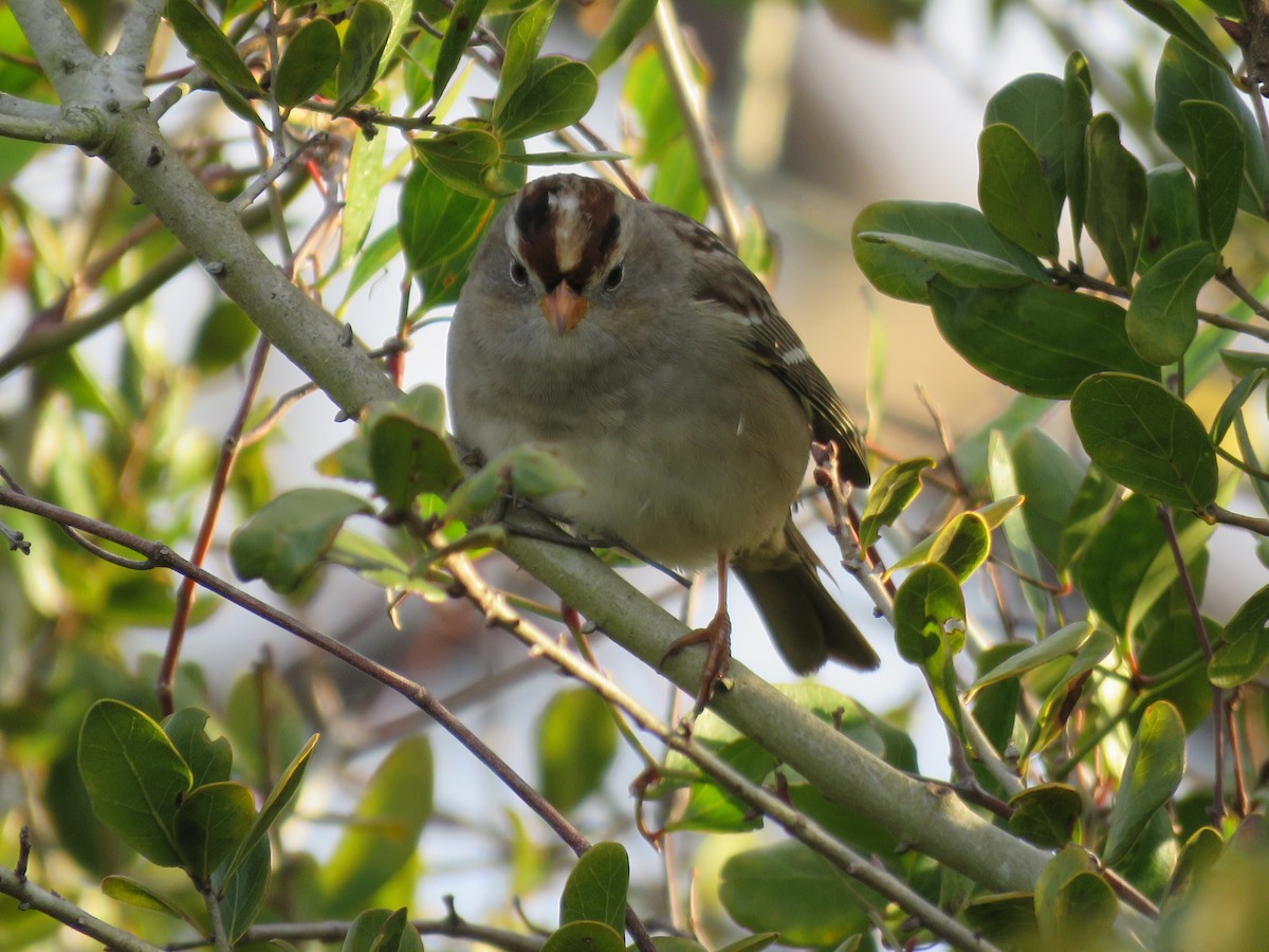 White-crowned Sparrow - ML84002631