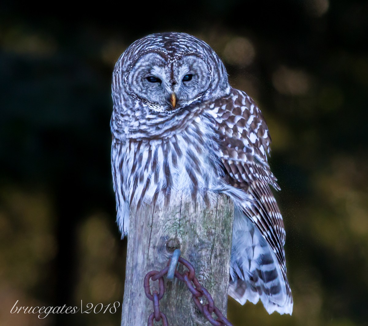 Barred Owl - ML84003811
