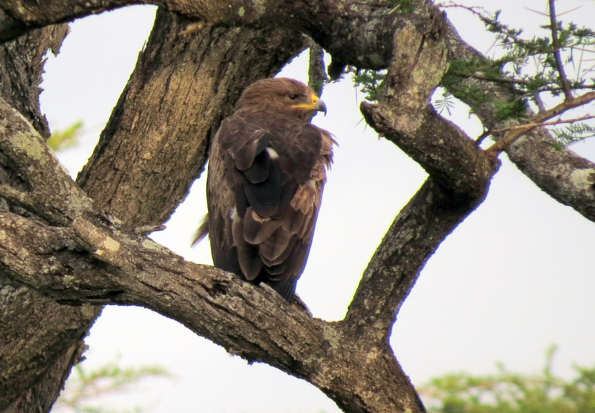 Lesser Spotted Eagle - Pat McKay