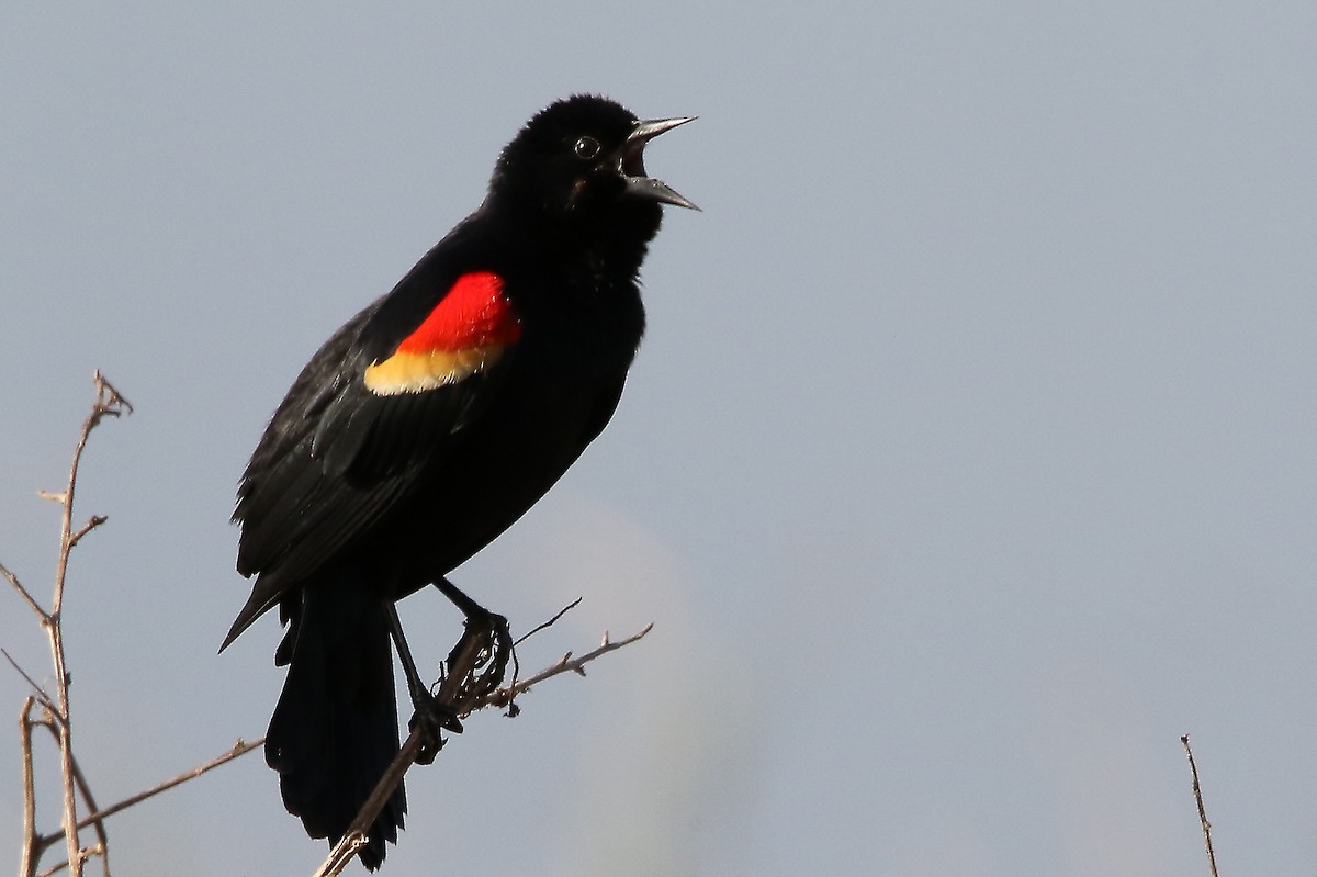 Red-winged Blackbird - ML84006231