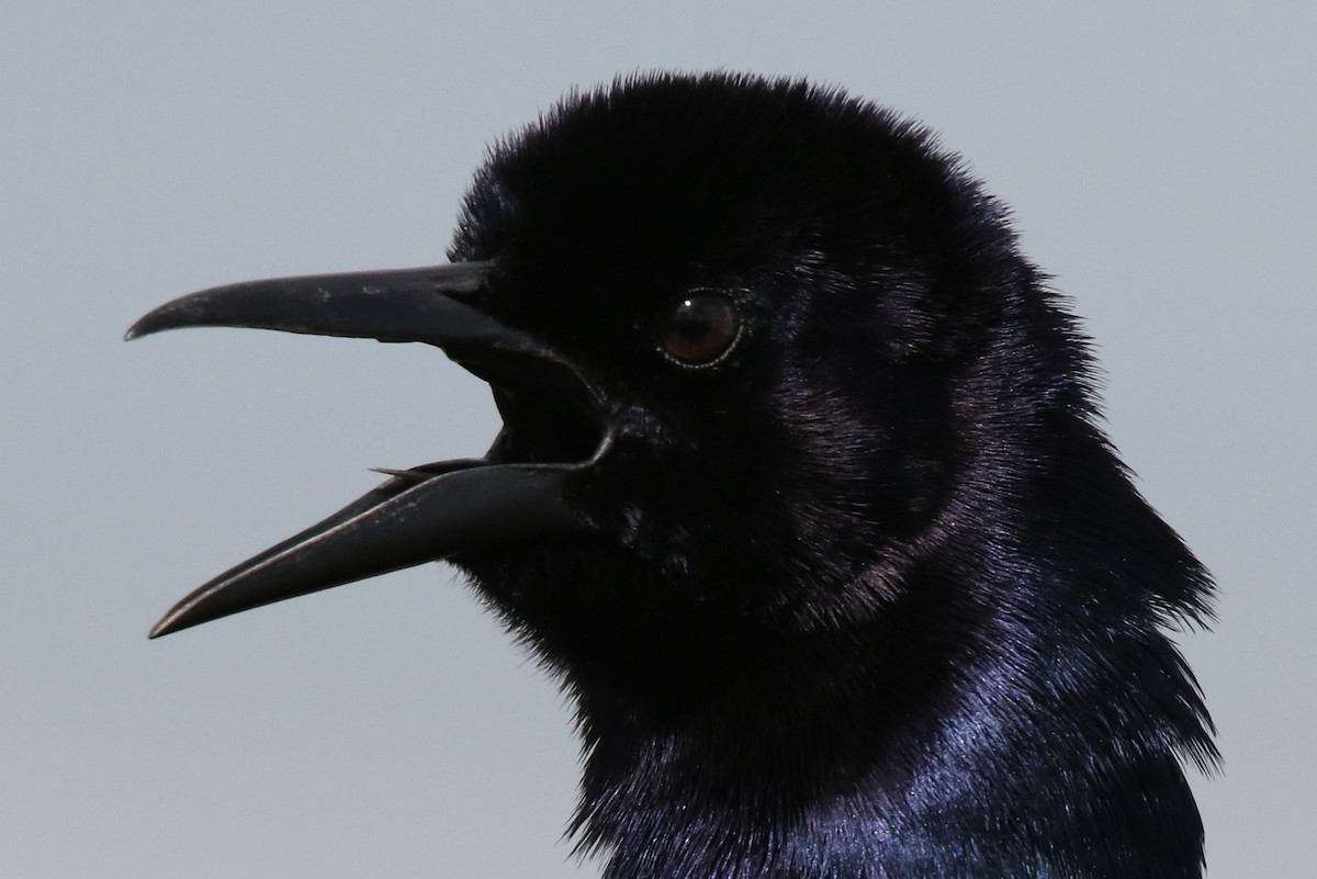 Boat-tailed Grackle - ML84006271