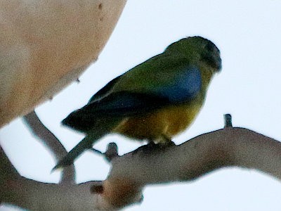 Turquoise Parrot - Michael Dahlem