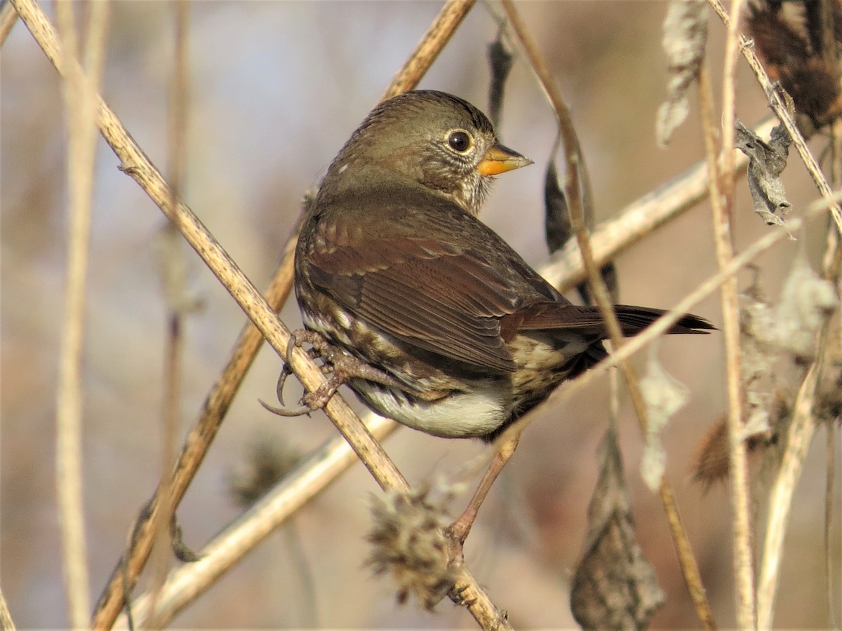 Fox Sparrow (Slate-colored) - Rick Saxton