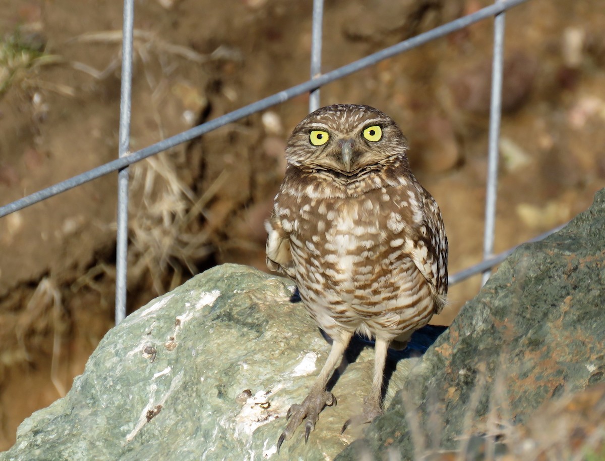 Burrowing Owl - Petra Clayton