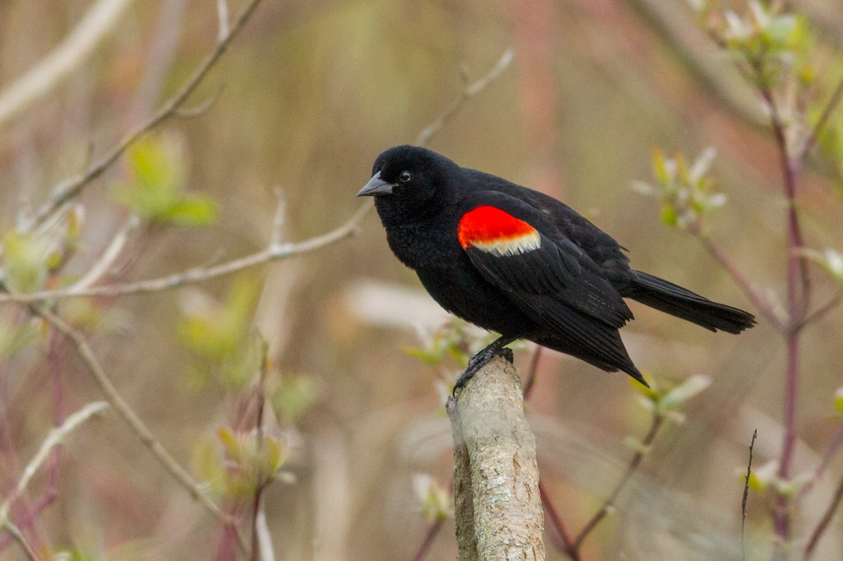 Red-winged Blackbird - Kyle Blaney
