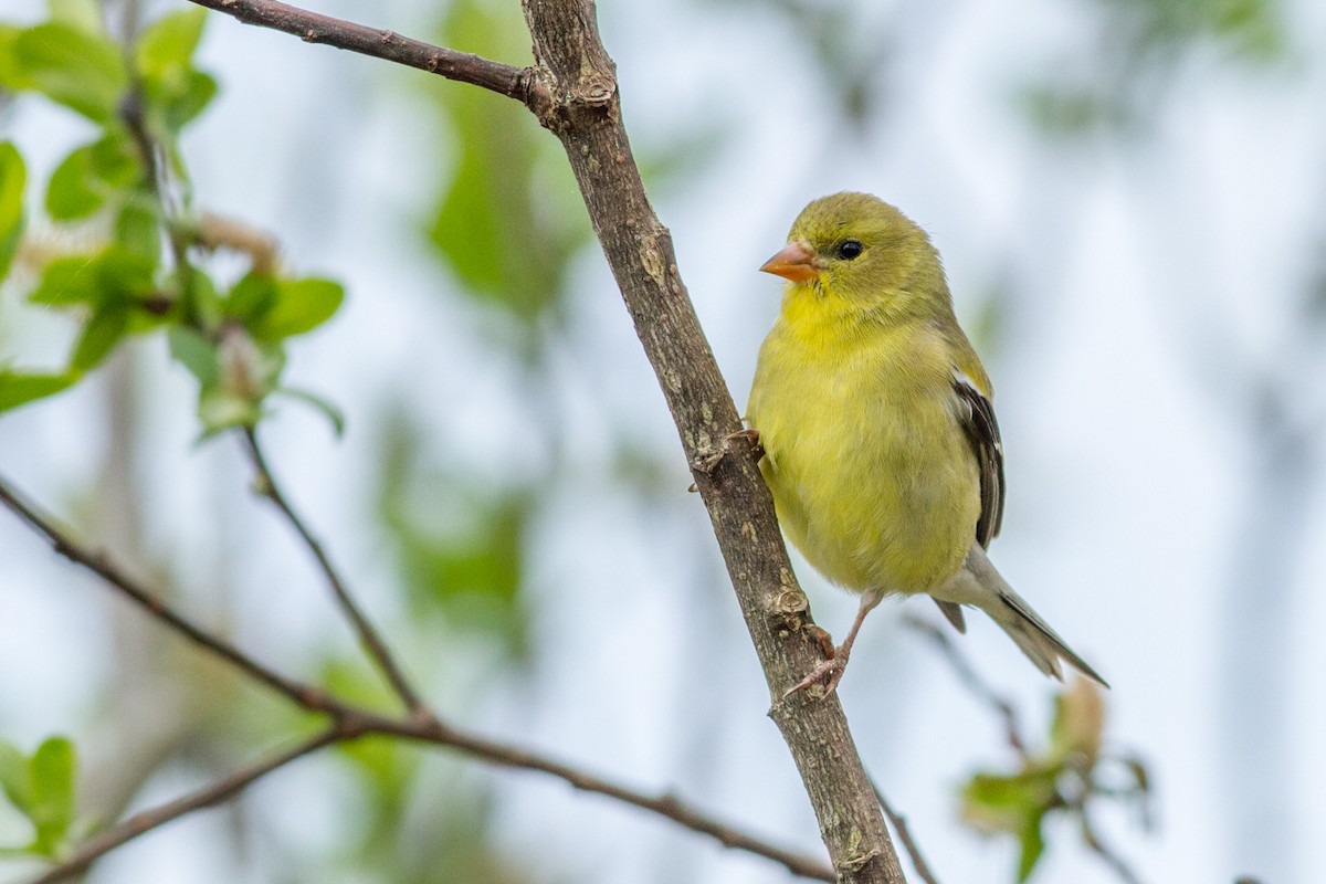 American Goldfinch - Kyle Blaney
