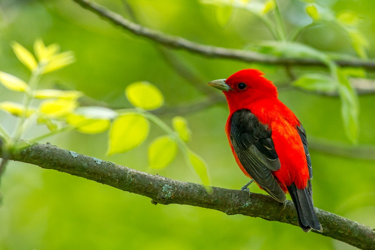 Scarlet Tanager - ML84012761