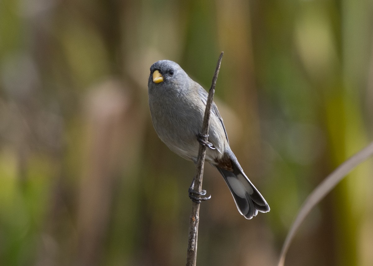 Band-tailed Seedeater - Anthony Kaduck