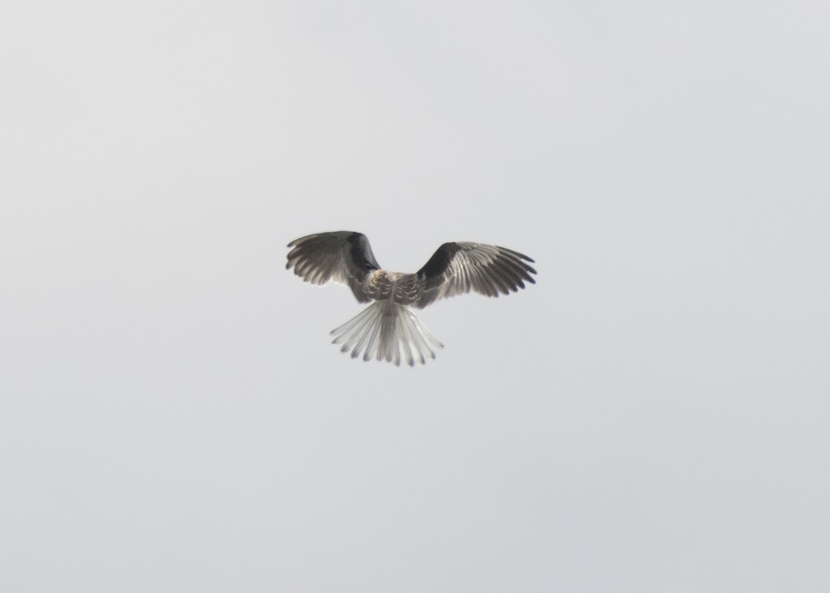 White-tailed Kite - ML84014671