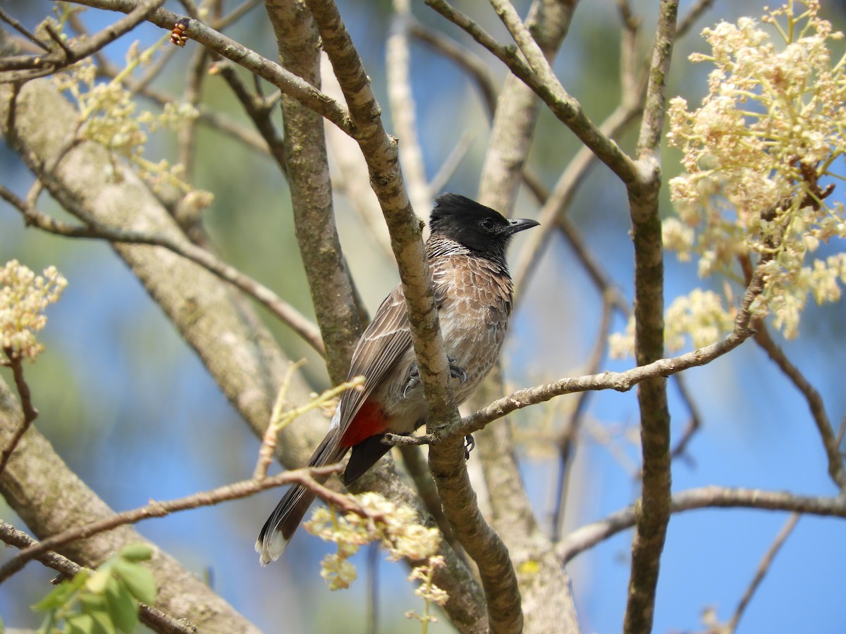 Red-vented Bulbul - Chandra S